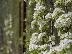 poiriers en fleurs