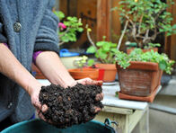 Du compost mûr pour vos plantes