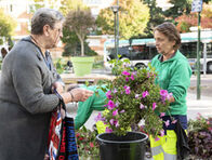 Distribution de plantes