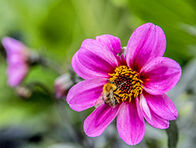 Malakoff conserve sa 3e fleur !